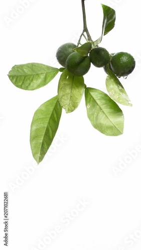 Fresh Citrus Fruits with Leaves
