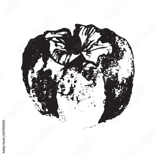 Hand drawn persimmon fruit vector illustration. Black and white botanical artwork with textured engraving style. Isolated fruit element for packaging, labels, branding, patterns and food design.