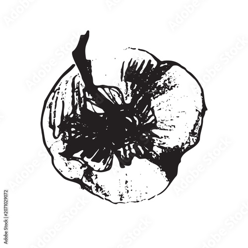 Hand drawn persimmon fruit vector illustration. Black and white botanical artwork with textured engraving style. Isolated fruit element for packaging, labels, branding, patterns and food design.
