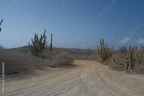 A cactus lined road in a desert