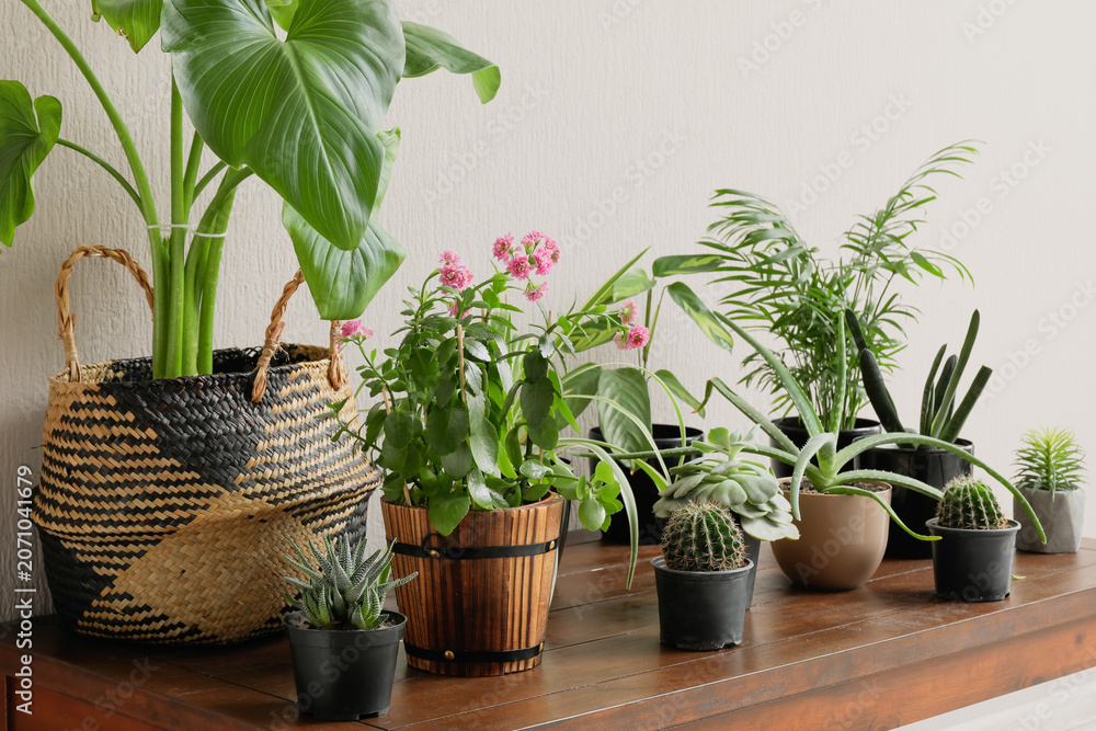 Fototapeta premium Various indoor potted plants arranged on wooden table against white wall