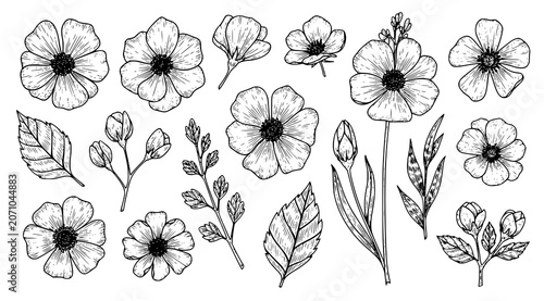 Bild auf Leinwand Detailed hand-drawn anemone flowers with buds and foliage in botanical line art