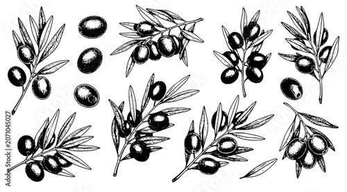 Obraz na płótnie Set of hand drawn black olives on branches isolated on white background