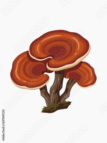 Reishi Mushroom Illustration