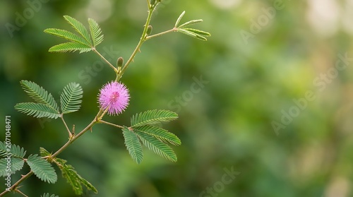 Pink mimosa pudica flower blooming in the wild
