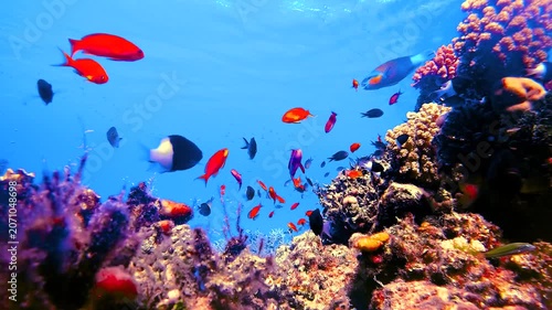 Video of a vibrant coral reef surrounded by hundreds of tropical reef fish in crystal clear water in the Red Sea, Egypt.