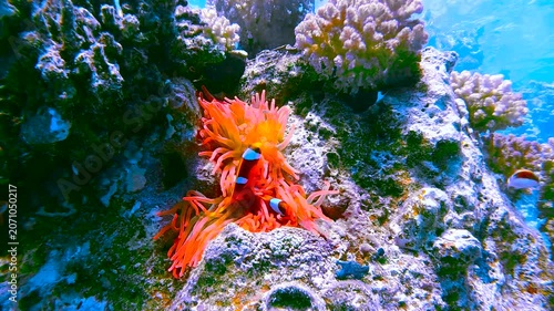 Slow motion video of a pair of clownfish sheltering among sea anemone tentacles in crystal clear water in the Red Sea, Egypt.