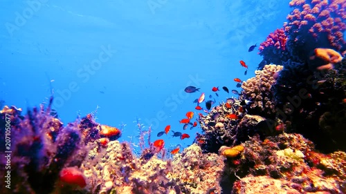 Slow motion video of a vibrant coral reef surrounded by hundreds of tropical reef fish in crystal clear water in the Red Sea, Egypt.