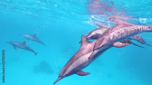Slow motion video of a pod of spinner dolphins swimming through crystal clear blue water in the Red Sea, Egypt.