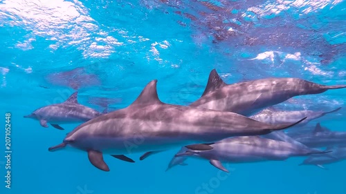 Slow motion video of a pod of spinner dolphins swimming through crystal clear blue water in the Red Sea, Egypt.