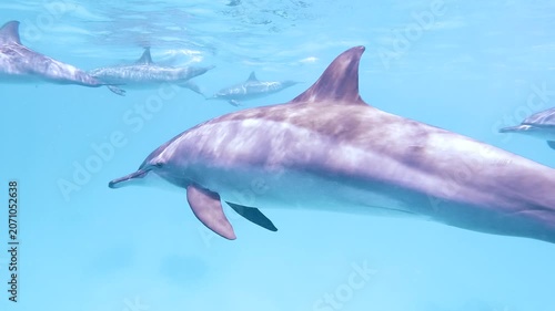Slow motion video of a pod of spinner dolphins swimming through crystal clear blue water in the Red Sea, Egypt.