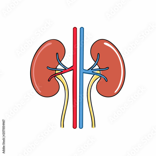 Human Kidney Anatomy Illustration