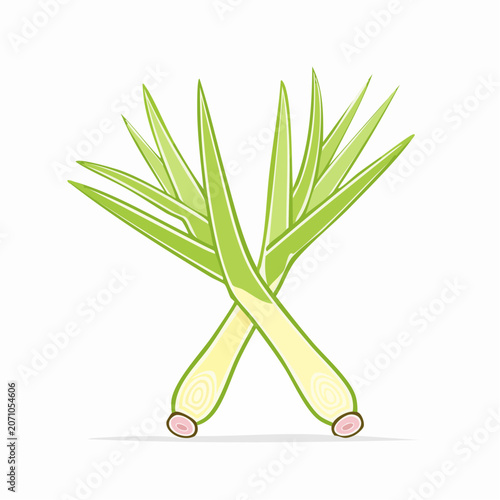 Illustration of two lemongrass stalks crossed on white background