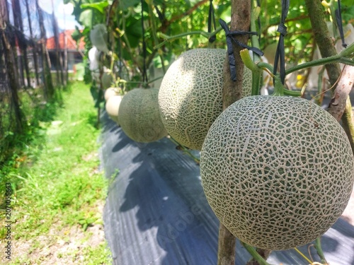 Cantaloupe Melons Growing on Vines in Greenhouse