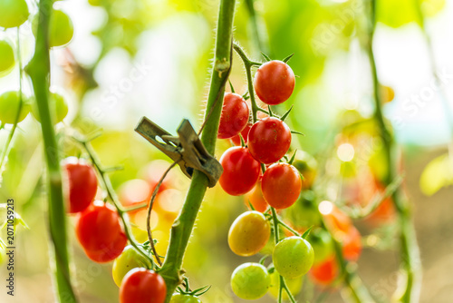 The tomatoes in the greenhouse are growing.