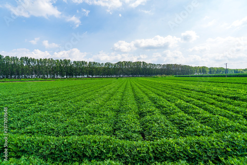 The peanut field is in the blue sky and white clouds