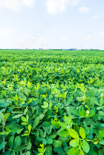 The peanut field is in the blue sky and white clouds