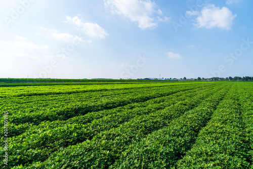 The peanut field is in the blue sky and white clouds