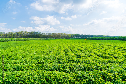 The peanut field is in the blue sky and white clouds