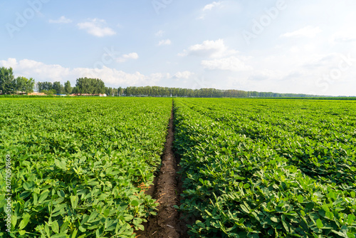 The peanut field is in the blue sky and white clouds