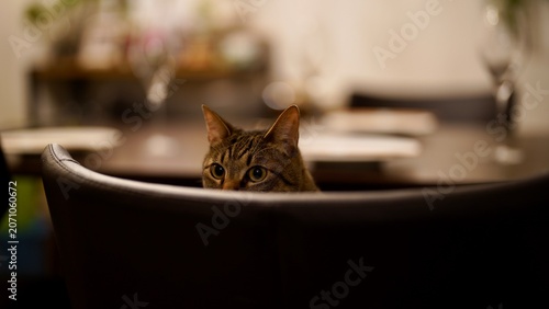 Cuadro en lienzo 椅子から覗くキジトラ猫