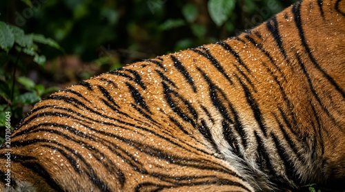 Tiger Fur Texture Close-up with Dew Drops in Sunlight