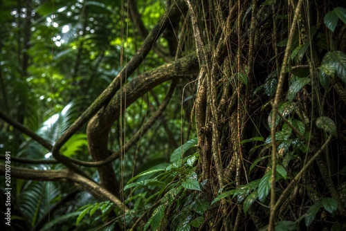 Lianas and aerial roots of rainforest plants intricately intertwined.