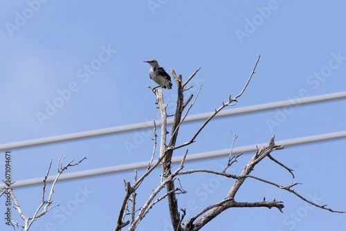 bird on a branch