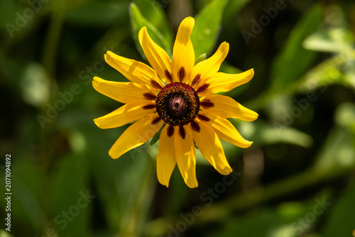 closeup of the Black-eyed Susan flower