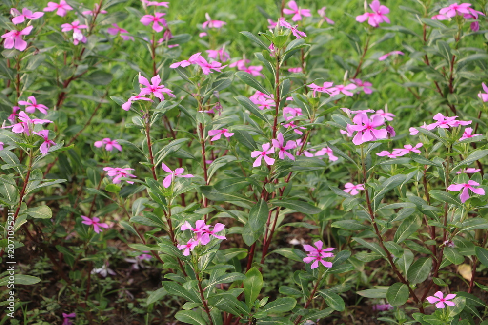 Obraz premium Pink vinca flowers blooming in lush green garden with a dense cluster of pink periwinkle flowers