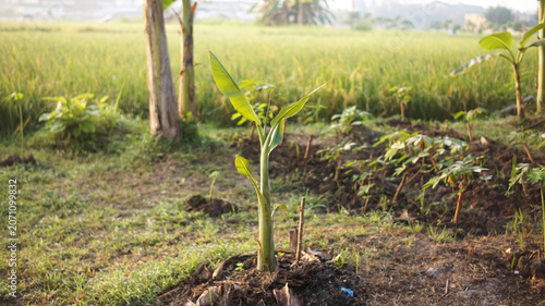 Tableau sur toile This young banana tree is planted in a garden with warm morning sunlight