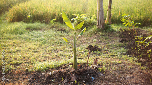 This young banana tree is planted in a garden with warm morning sunlight.