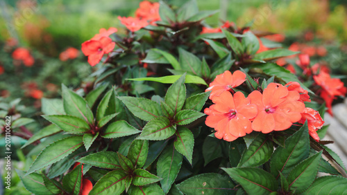 Red flowering garden plant with lush green leaves blooming in natural outdoor surroundings. Vibrant ornamental flowers create a colorful botanical background, perfect for landscaping, horticulture.