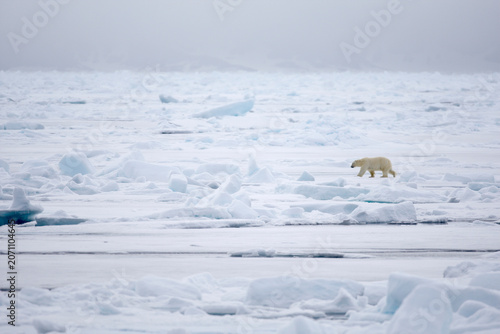 Polar bear on sea ice in the Arctic near Svalbard