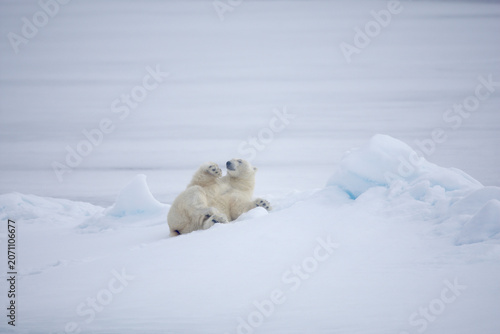 Polar bear on sea ice in the Arctic near Svalbard