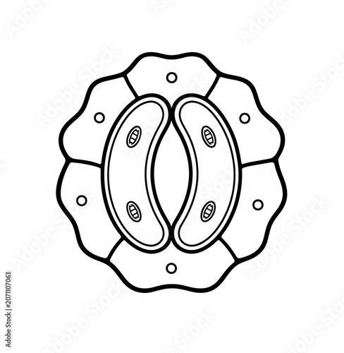 Guard Cells and Stomata Structure Educational Biology Illustration Isolated on White Background