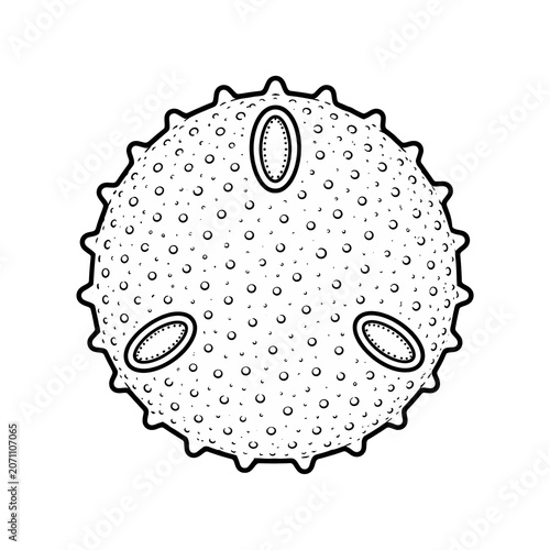 Pollen Grain Structure Educational Plant Biology Illustration Isolated on White Background