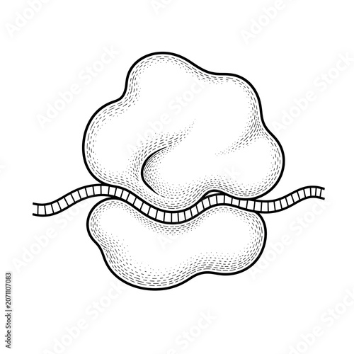 Ribosome Structure Educational Biology Illustration Isolated on White Background