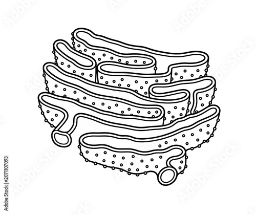 Rough Endoplasmic Reticulum Structure Educational Biology Illustration Isolated on White Background