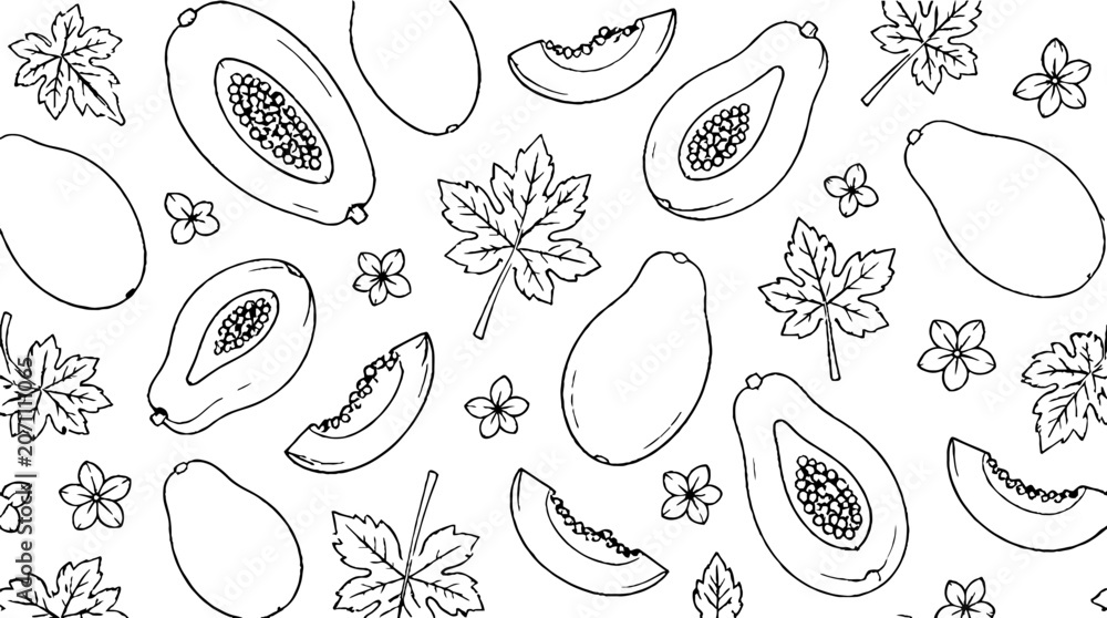 Fototapeta premium Detailed line art of papaya and tropical leaves.