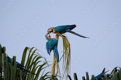 blue and yellow macaw