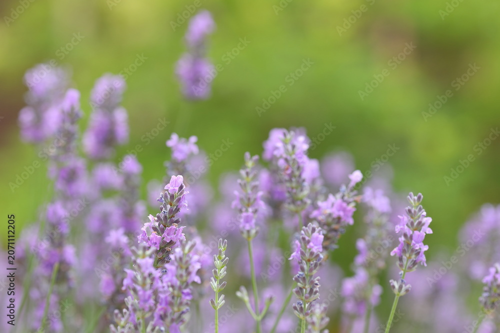Obraz premium ラベンダーの花穂と柔らかなボケ / Lavender Flower Spikes with Soft Bokeh 
