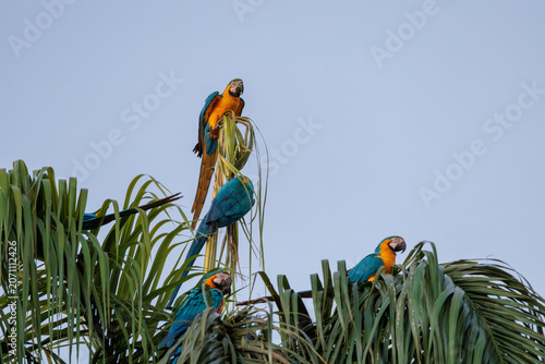 blue and yellow macaws