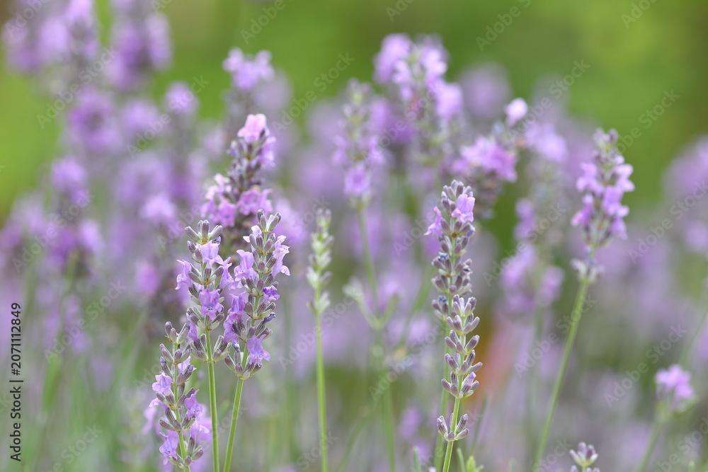 Fototapeta premium 初夏の陽光に輝くラベンダー / Lavender Flowers Glowing in the Early Summer Sunlight 