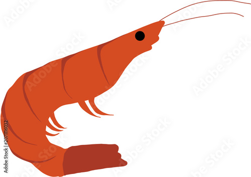 Fototapeta 새우shrimp