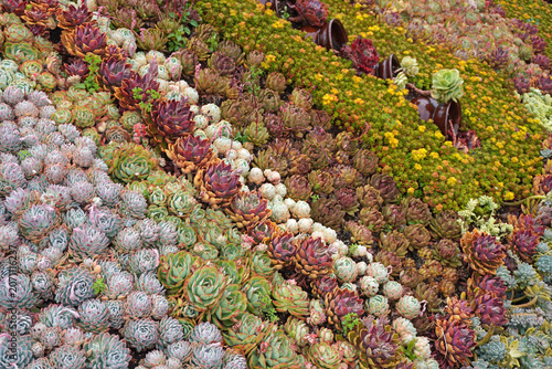 Vibrant succulent garden .The perfect low-maintenance garden inspiration