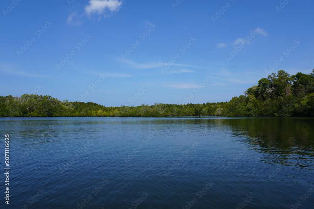 Obraz premium The fertile mangrove forest on the coast of Ban Tha Din Daeng, Thai Mueang District, Phang Nga Province Thailand