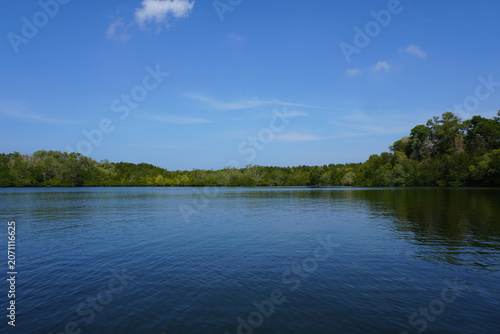 The fertile mangrove forest on the coast of Ban Tha Din Daeng, Thai Mueang District, Phang Nga Province Thailand