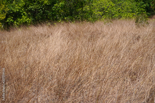 The savanna grassland of Thailand at Khao Na Yak, Phang Nga Province Thailand