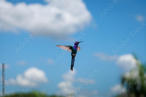 humming bird flying